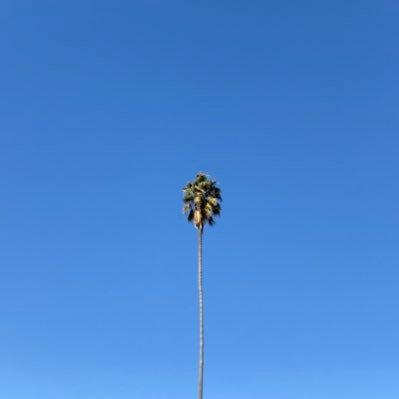 PalmTreesnGz Profile Picture