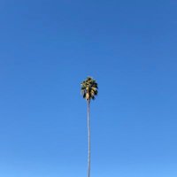 Polemicist (@palmtreesngz) 's Twitter Profile