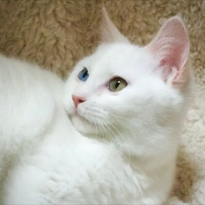 hironecos's profile picture. 
