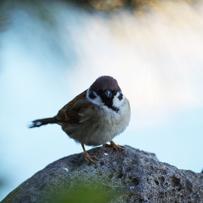 a16593458suzume's profile picture. うらあか