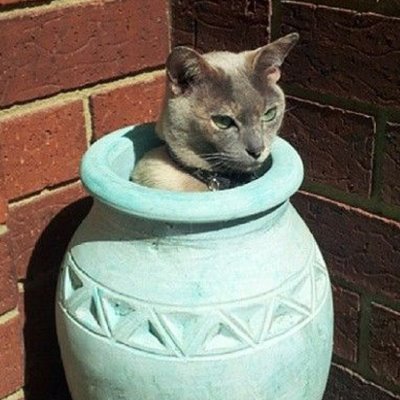 酒好き鬼天竺鼠好き
やめてたTwitter、数年ぶりにXで復活してみたw
基本フォロバはしますが、変垢・エロ・金配り・怪しいのは✖
いい加減に「当選しました」「お待たせいたしました」DMはイラン(・´з`・)