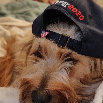 I'm a puppy and a patriot. The planet is not alright. We need a new way forward 🐾 that's why I support @AndrewYang #YangGangForever.
