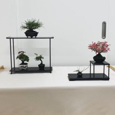 ミニ盆栽/盆栽/小盆栽/盆師/盆栽師/愛好家/鉢/盆栽鉢/bonsai/punsai/mania/bonsaimania/bowl/thebonsaipot/