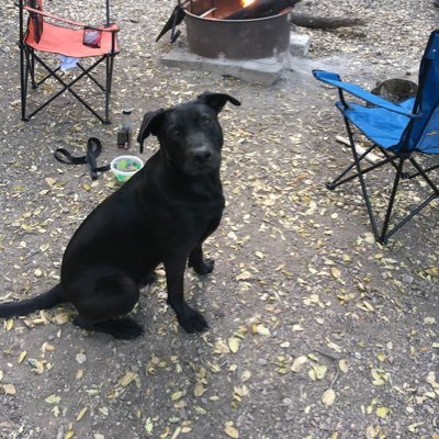 BubbsLuvs's profile picture. An apolitical human and dog just observing the ups and downs of stocks (not giving fin advice). 🇺🇸