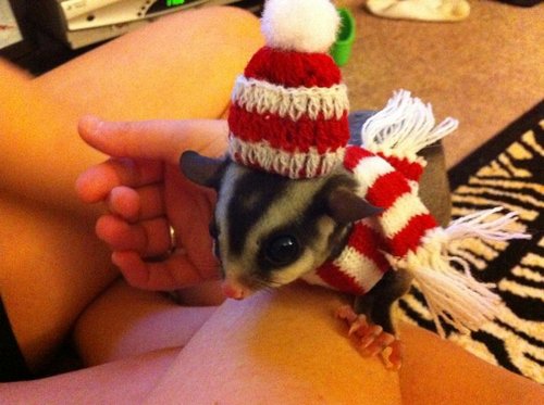 GliderGizmo's profile picture. I'm a sugar glider. I'm going to be a daddy soon! I enjoy eating papaya, chicken sticks, well pretty much anything.I like to lay around my cage w/ my baby Zo.