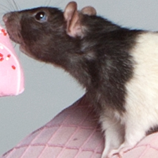 BasilTheRatty's profile picture. Best nose in the business, sidekick to Sir Edward, esteemed member of the League of Asylum Plague Rats, topped off with a delightful cockney accent...