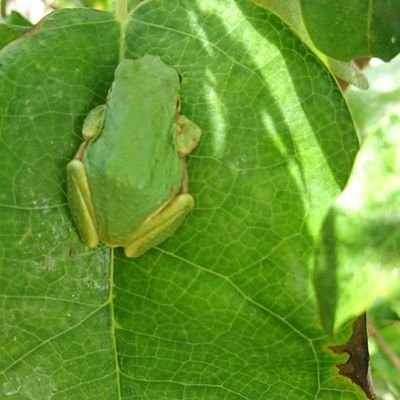 井の中の蛙でありたくなくて、いろんな世界を見てみたい🐸✨
フォロバします😆🐸🐸💕