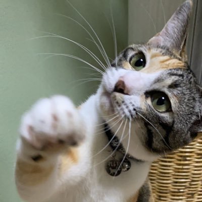 pantsu_marumaru's profile picture. @HinataShizuku へ