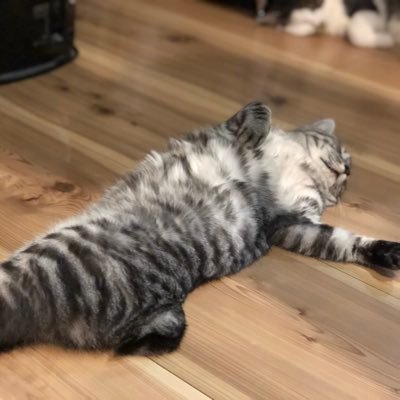 hatariroro's profile picture. ツイッターは、ただのメモです。いいなと思ったらメモに書き留めます。それがメモです。