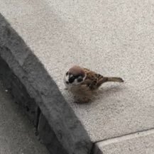 AykSS6's profile picture. 78期春🌸経済