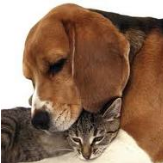 Tips4PetLovers's profile picture. Tips For Pet Lovers is simply a Twitter feed providing retweets and links to related material across the web to better let you pamper your pets!