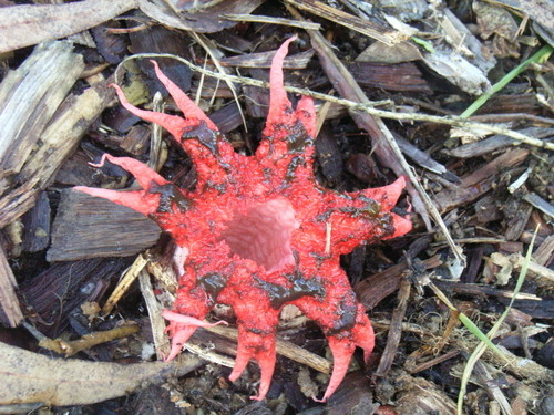 Defender of Mother Earth (Pachamama). We carry a new world here, in our hearts. That world is growing this minute. B. Durruti