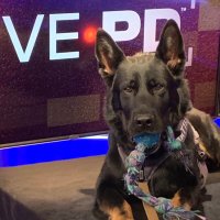 k9_mattis (@markandmattis) 's Twitter Profile