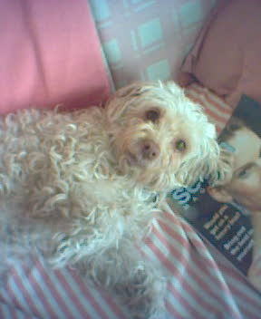 On the beautiful island of Cyprus you can find the best little dogs - Cyprus Poodles - full of love, intelligence & fun -