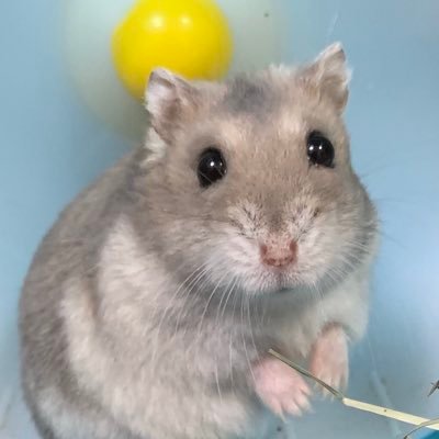 あるちゅむり。さんのプロフィール画像