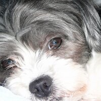 tracey langley (@traceylangley) 's Twitter Profile