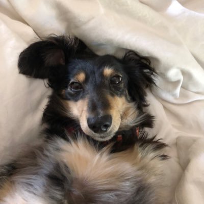 SchlehuberSusan's profile picture. 