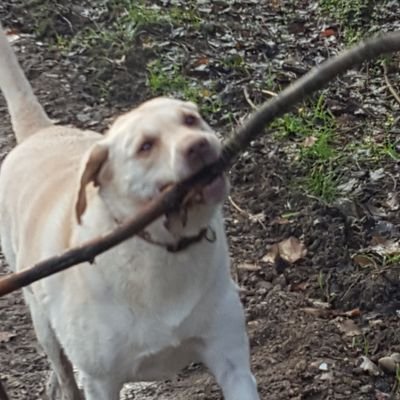 I'm a 12 year Labrador from Greys Essex living with my humans in Hertfordshire. Loving life, sticks, tennis balls and food. Not necessarily in that order!!