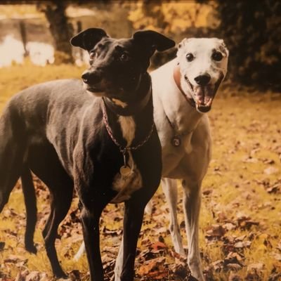Mount_Armstrong's profile picture. Alf 🌈 30.12.21 Black Beauty is Penny, Red headed Fire Monkey is Tiny- Otherwise known as Erin Our beloved girl Winnie OTRB 14.10.16 💕
