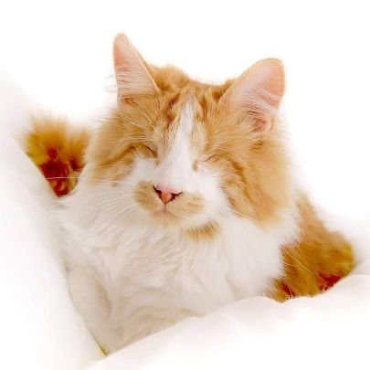 Bradford Cat Watch Rescue Profile