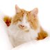 Bradford Cat Watch Rescue (@bcwrkittens) Twitter profile photo Bradford Cat Watch Rescue (@bcwrkittens) Twitter profile photo
