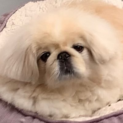 I am Bertie the cream Pekingese I live in Manchester England and have a Facebook group with loads of followers