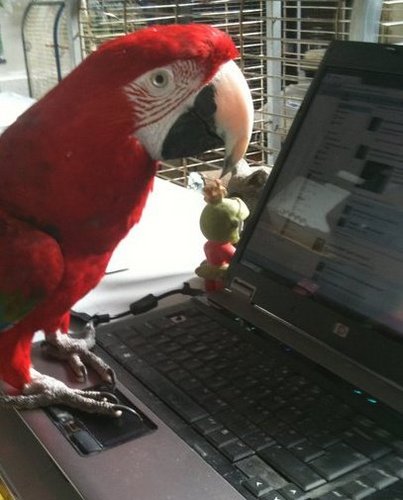 Hello, I am a lovely 15 year old green wing macaw, I can be naughty and I love wall nuts, Hello.