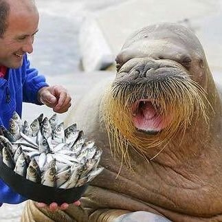 walrusfingers's profile picture. Detroit Tigers, Raunchy old people, Spaceships, Michigan Athletics, Beer, Baseball.