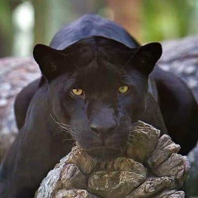 PRPPanther's profile picture. Will update PRP Games when present.