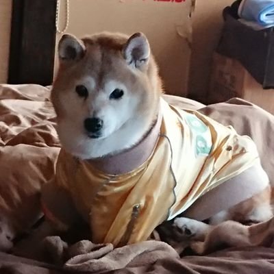 kao_rin_rin1004's profile picture. 北関東おじゃファミ☺️ & ゆるゆるサバカナー🐟＆ビッケ❣️＆葉加瀬さん🎻