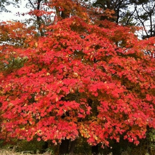 GOLD0099's profile picture. 2012!