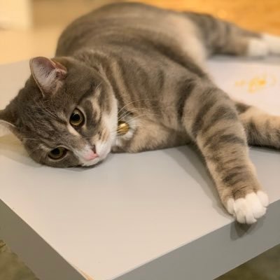 zenginkral4's profile picture. 12345