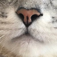 もふ団 (@mofuneko_1001) Twitter profile photo