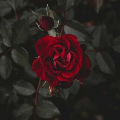 mvdlv27's profile picture. CARME DIEM 🌹

vive y deja vivir. 💋