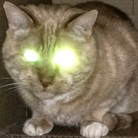 CLewis - Fight For Someone You Don't Know 🍉 🌹 (@layeredcode) 's Twitter Profile Photo