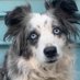 Jackson Stolen Dog San Francisco, CA (@jacksonstolen) Twitter profile photo Jackson Stolen Dog San Francisco, CA (@jacksonstolen) Twitter profile photo