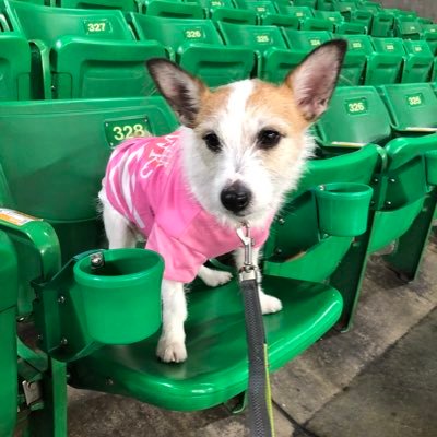 tadaoyamada's profile picture. ソフトバンクホークス大好きです。ジャックラッセルテリア飼ってます。その他、インドア派の趣味多彩です。よろしくお願いします。