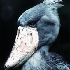 puPSed9037AG7Z5's profile picture. 