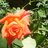 ines_oliva's profile image