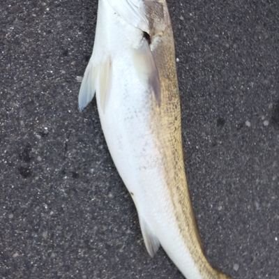 お魚おばさん Zzfuc5l7kubmffq Twitter お魚おばさん Zzfuc5l7kubmffq Twitter