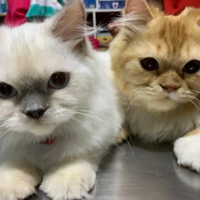 zee_muthie's profile picture. Accountant who loves flying high up to 41000 ft above sea level ✈ :: GERMANY & CHELSEA⚽ :: Stitch :: 😻Kiki, Kiko ::