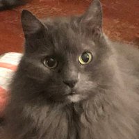 Kris Foster (@rottiemama) 's Twitter Profile
