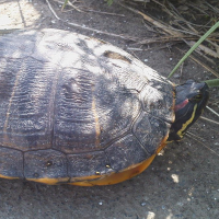 おねしょニキ (@cloudy11001100) 's Twitter Profile Photo