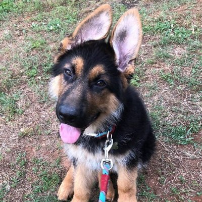 TheDogDoctor67's profile picture. Just your typical, fun loving guy trying to make a difference in this world :)