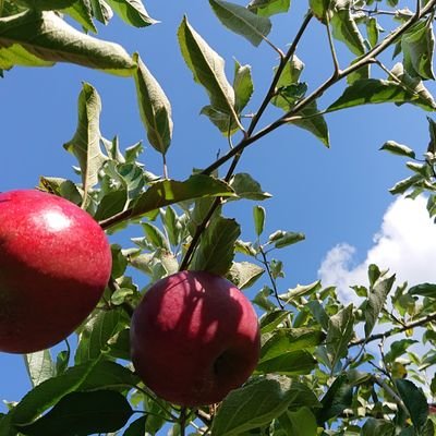 ノロケと日常 ときどき リポスト 食べる 眠る のんびりゆるり 今日もちょっぴり良い1日に // ☀️(@P113104213222RP)