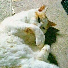 0UaZFt4g5PjjU17's profile picture. 鳥取県東部の山間部住み。
猫🐱とKinKi Kidsが好き。仕事が休みの日はテレビ(ビデオ)見まくり📺読書も好き📚️
四十路独身実家暮らし🏚️結婚？何ソレ美味し(ry