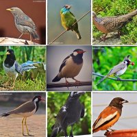 Indian Birds Pics(@IndianBirdPics) 's Twitter Profileg