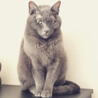 年齢不詳の49才。割と真面目に仕事してます。/ いろんな音楽聴きます。ヨラテンゴとハンバートハンバート好きです。/S彼(無職・金髪)/灰色猫/ライブ/北欧/教育/貧血/過敏性腸症候群/片頭痛/腰痛/更年期/バランス錠