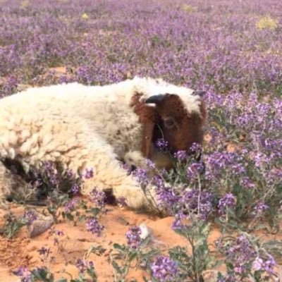 للذبائح البرية في الرياض هرافي وجذعان نعيم وتيوس بريه مع التوصيل0557125887ابوخالد