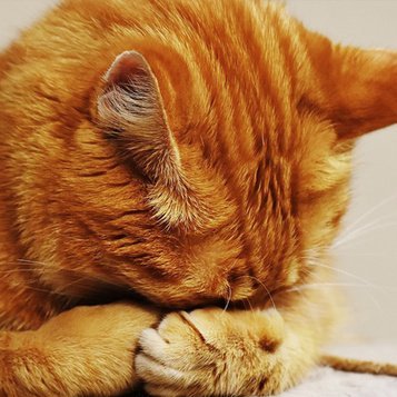 とある猫様せんよう PETEPELA(ぺテぺラ) キャットタワー 大型猫用 スリム 多頭飼い